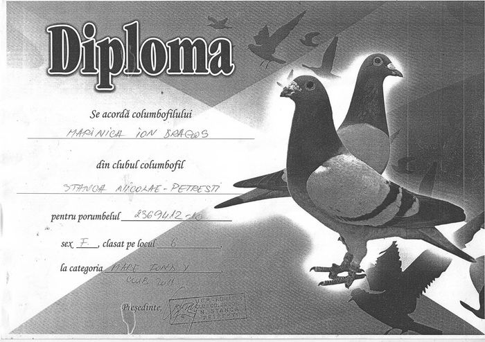 diploma salia - pentru MITICA