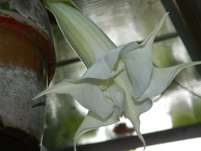 DSCN8138 brugmansia Ileanap - IULIE_3_2014