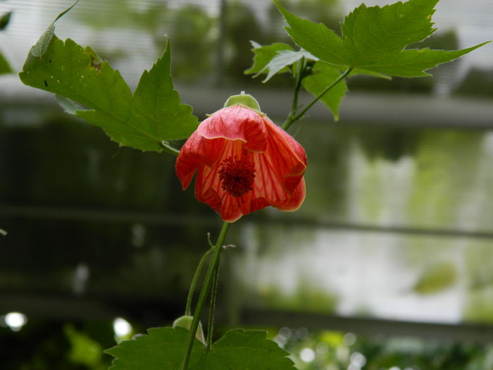 DSCN8241 abutilon plante deosebite