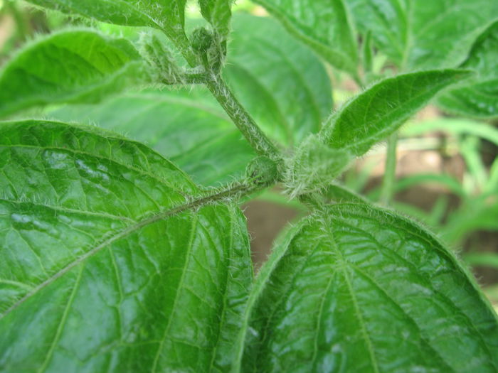 Picture 045; rocoto - buds
