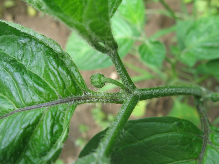 Picture 043; rocoto - buds
