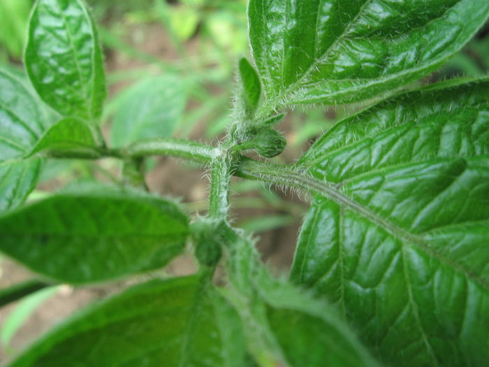 Picture 044; rocoto - buds
