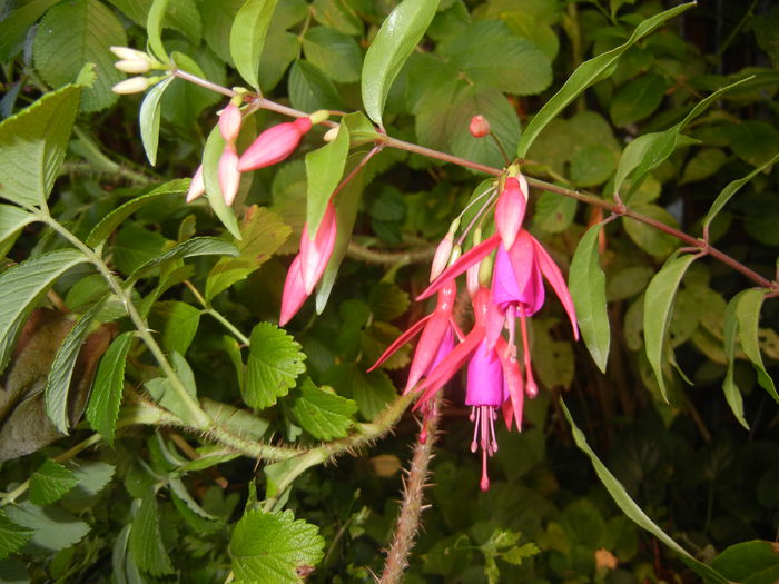 Fuchsia magellanica Gracilis (`14, Jul.19)