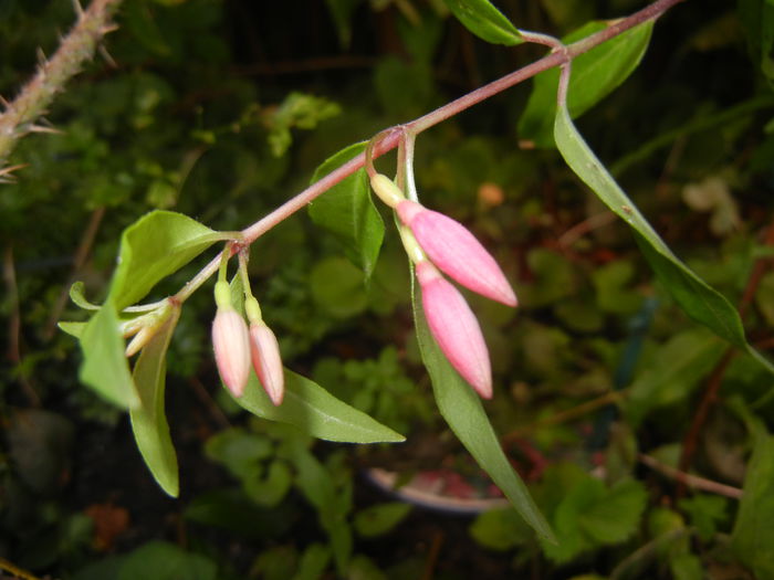 Fuchsia magellanica Gracilis (`14, Jul.19)