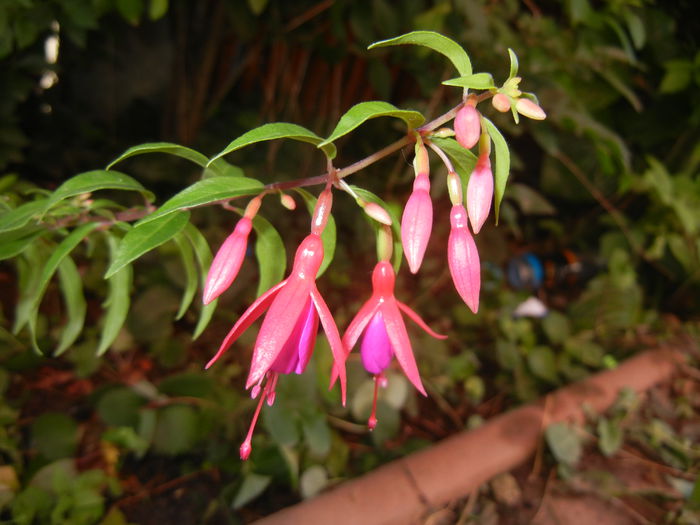 Fuchsia magellanica Gracilis (`14, Jul.19) - Fuchsia magellanica Gracilis