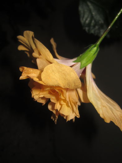 IMG_3016 - hibiscus
