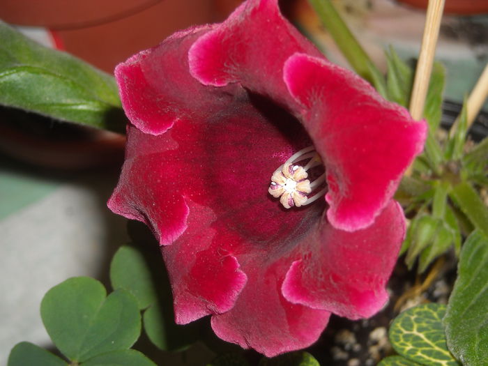 Pitica etoile - de catifea ! - 0 Zambetul florilor