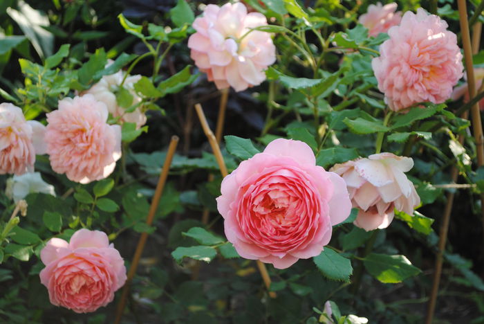 Jubilee Celebration - Trandafiri si  clematite II