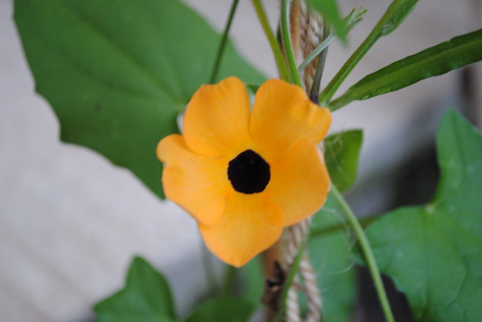 prima floare de Suzana cu ochi negri