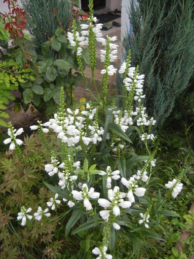 Physostegia virginiana Alba ('14,Jul.11) - PHYSOSTEGIA Virginiana Alba