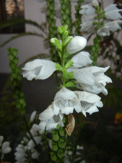 Physostegia virginiana Alba ('14,Jul.17) - PHYSOSTEGIA Virginiana Alba