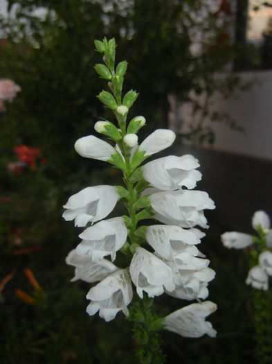 Physostegia virginiana Alba ('14,Jul.17)