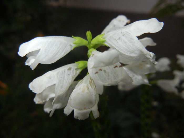 Physostegia virginiana Alba ('14,Jul.17) - PHYSOSTEGIA Virginiana Alba