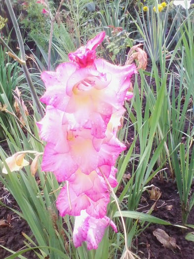 IMG_20140718_193041 - flori de gradina 2014