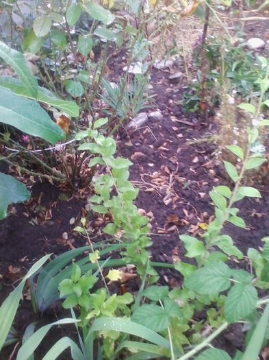 goaji de la d-na ileanap - flori de gradina 2014