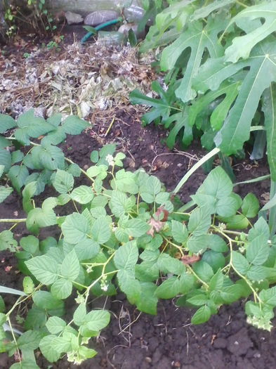 zmeura galbena multumesc siana - flori de gradina 2014