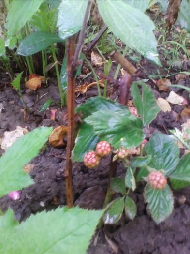 mura fara spina de la siana - flori de gradina 2014