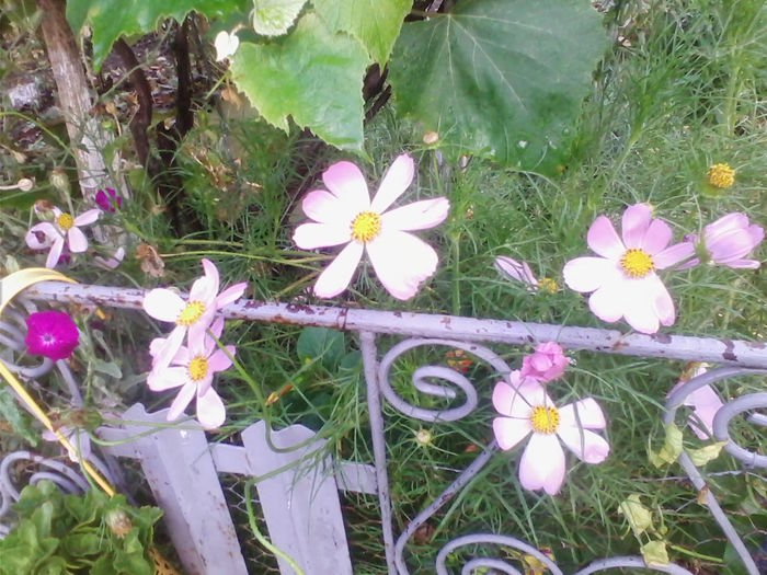 IMG_20140718_193547 - flori de gradina 2014