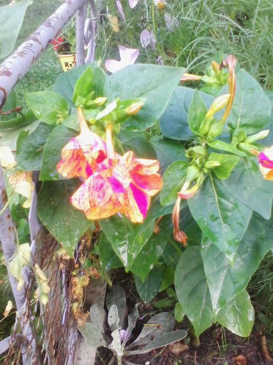 IMG_20140718_193553 - flori de gradina 2014