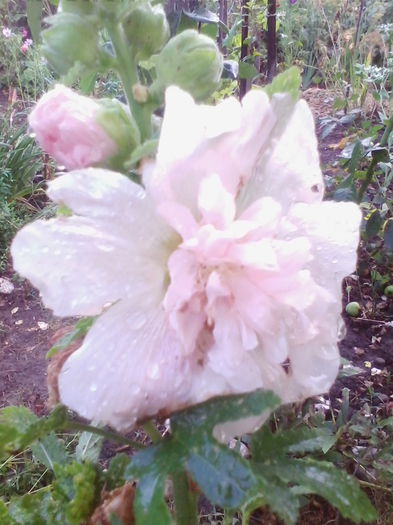 IMG_20140718_193604 - flori de gradina 2014