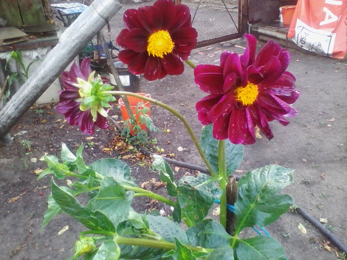 IMG_20140718_193912 - flori de gradina 2014