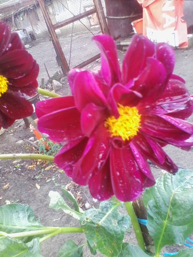 IMG_20140718_193917 - flori de gradina 2014