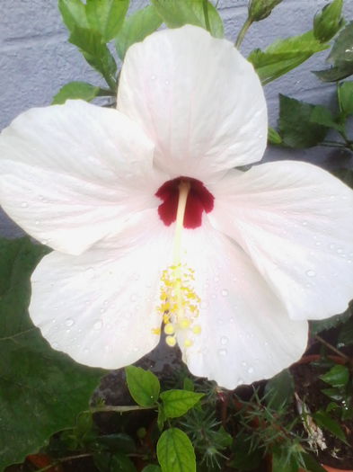 IMG_20140718_192617 - hibiscusi 2014