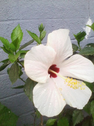 IMG_20140718_192635 - hibiscusi 2014