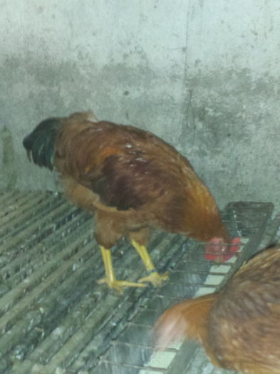 Pui New Hampshire- 3,5 luni