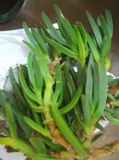 stapelia - iulie 2014