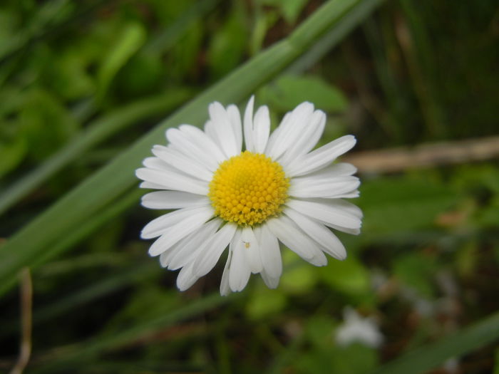 Bellis perennis (2014, July 11) - BELLIS Perennis