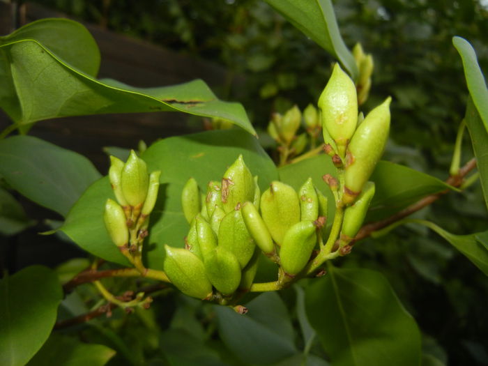 Syringa vulgaris, seeds (2014, July 08)