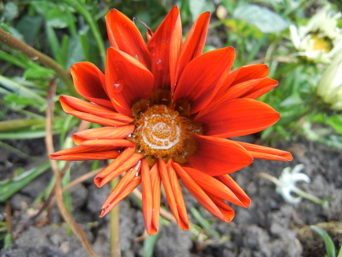 Gazania_Treasure Flower (2014, Jul.10) - GAZANIA_Treasure Flower