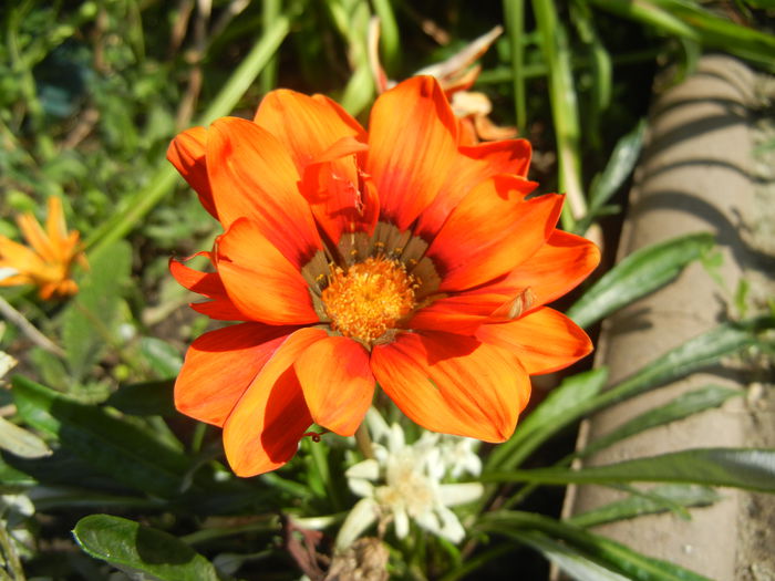 Gazania_Treasure Flower (2014, Jul.19) - GAZANIA_Treasure Flower