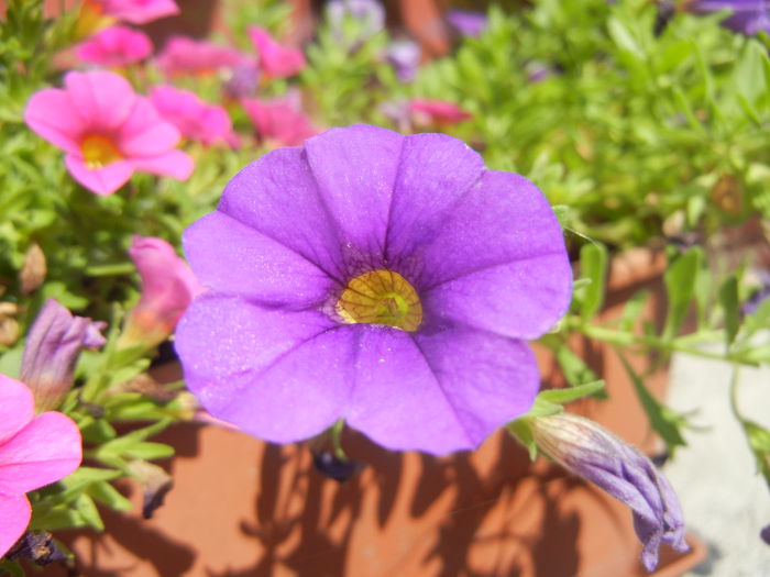 Calibrachoa Blue (2014, July 19)
