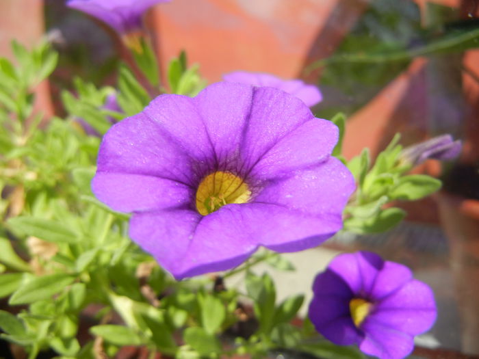 Calibrachoa Blue (2014, July 19)