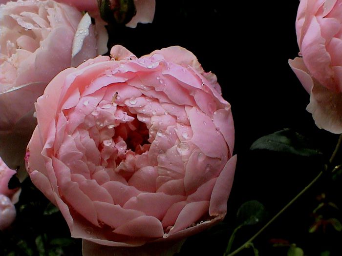 Ploaie de iulie (40) - The Alnwick Rose