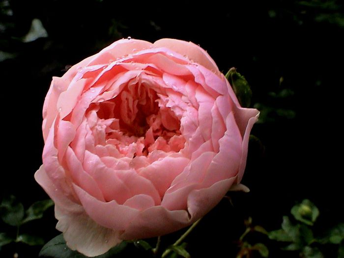 Ploaie de iulie (41) - The Alnwick Rose