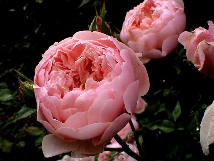 Ploaie de iulie (42) - The Alnwick Rose