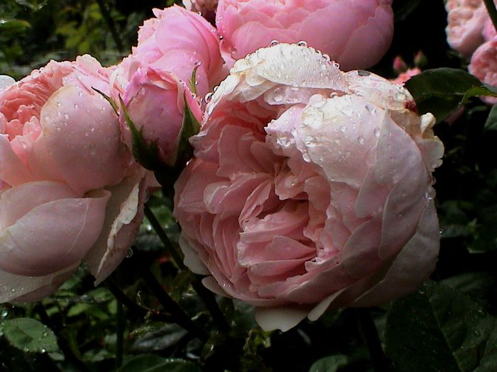Ploaie de iulie (43) - The Alnwick Rose