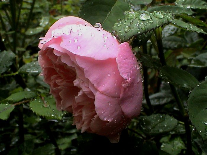 Ploaie de iulie (44) - The Alnwick Rose
