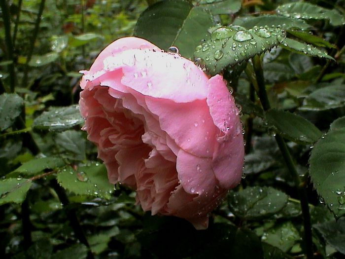 Ploaie de iulie (45) - The Alnwick Rose