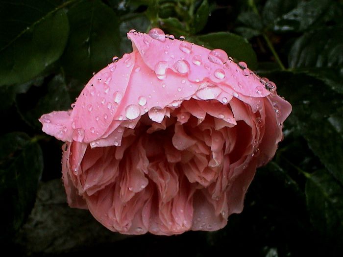Ploaie de iulie (48) - The Alnwick Rose