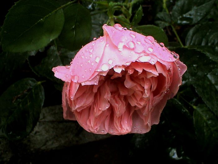 Ploaie de iulie (49) - The Alnwick Rose