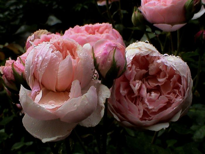Ploaie de iulie (54) - The Alnwick Rose