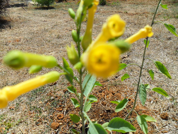 nicotiana glauca