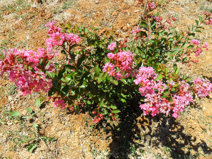 dynamite crape myrtle roz
