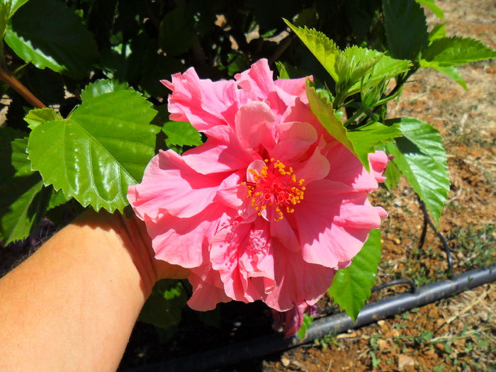 hibiscus pride of hankins