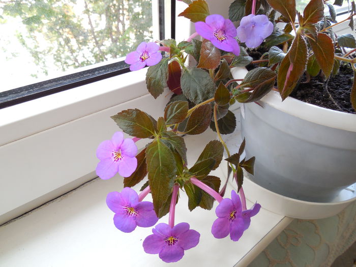 DSCN0490 - ACHIMENES