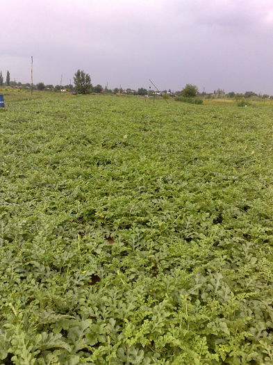 pepeni verzi cultivati dupa cartofi--semanati in alveole pe 12 mai si plantati in camp pe 5 iunie
